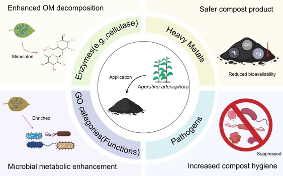 紫茎泽兰在堆肥系统中对重金属生物有效性、病原体及抗生素抗性基因去除的影响